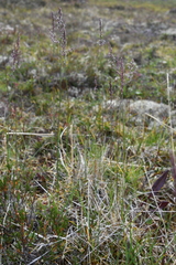 Arctagrostis latifolia
