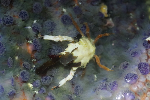 graceful kelp crab