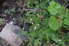 Heliophila diffusa diffusa