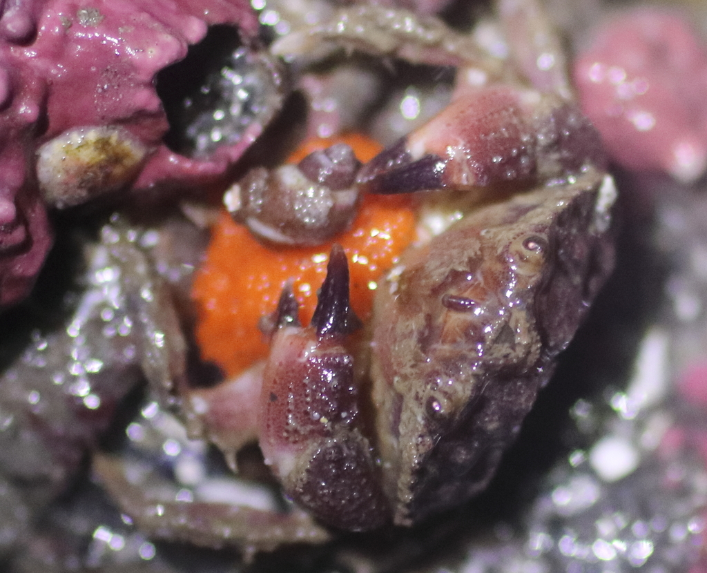 pygmy rock crab