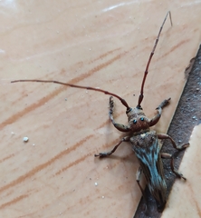 Cerambycidae