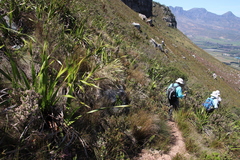 Pentameris macrocalycina