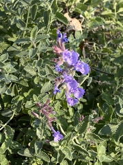 Salvia