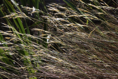 Image of Pentameris macrocalycina by (c) Tony Rebelo, some rights reserved (CC BY-SA)