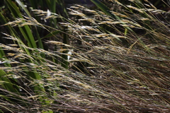 Pentameris macrocalycina