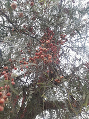 Schinus molle