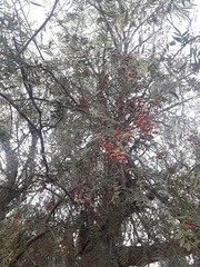 Schinus molle