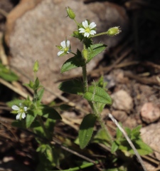Cerastium capense