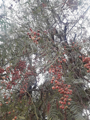 Schinus molle