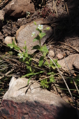 Cerastium capense