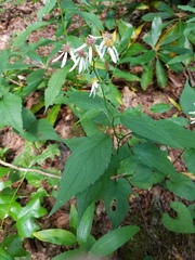 Eurybia chlorolepis
