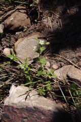 Cerastium capense