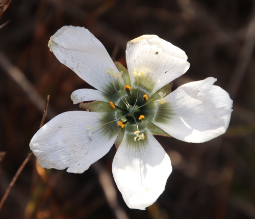 Image of Drosera pauciflora by (c) Tony Rebelo, some rights reserved (CC BY-SA)