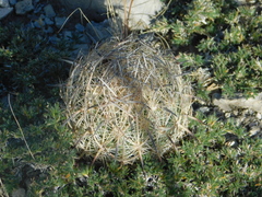 Echinomastus unguispinus