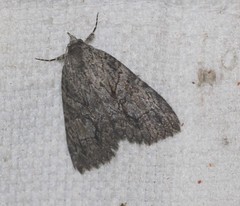 Crioa acronyctoides