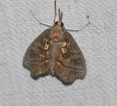 Styphlolepis hypermegas