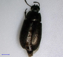 Blapstinus metallicus