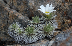 Celmisia sessiliflora