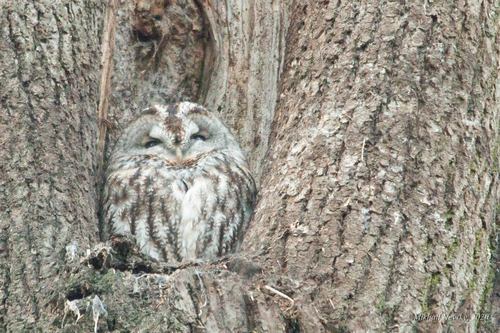 Cárabo común (Strix aluco)