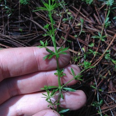 Galium mexicanum
