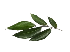Ficus subulata