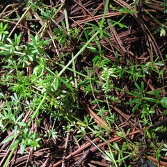 Galium mexicanum