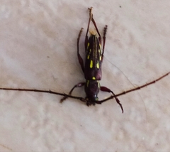 Ambonus distinctus