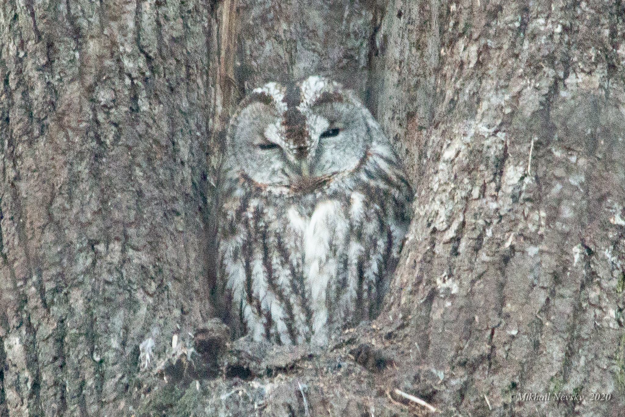 Tawny Owl (Strix aluco)