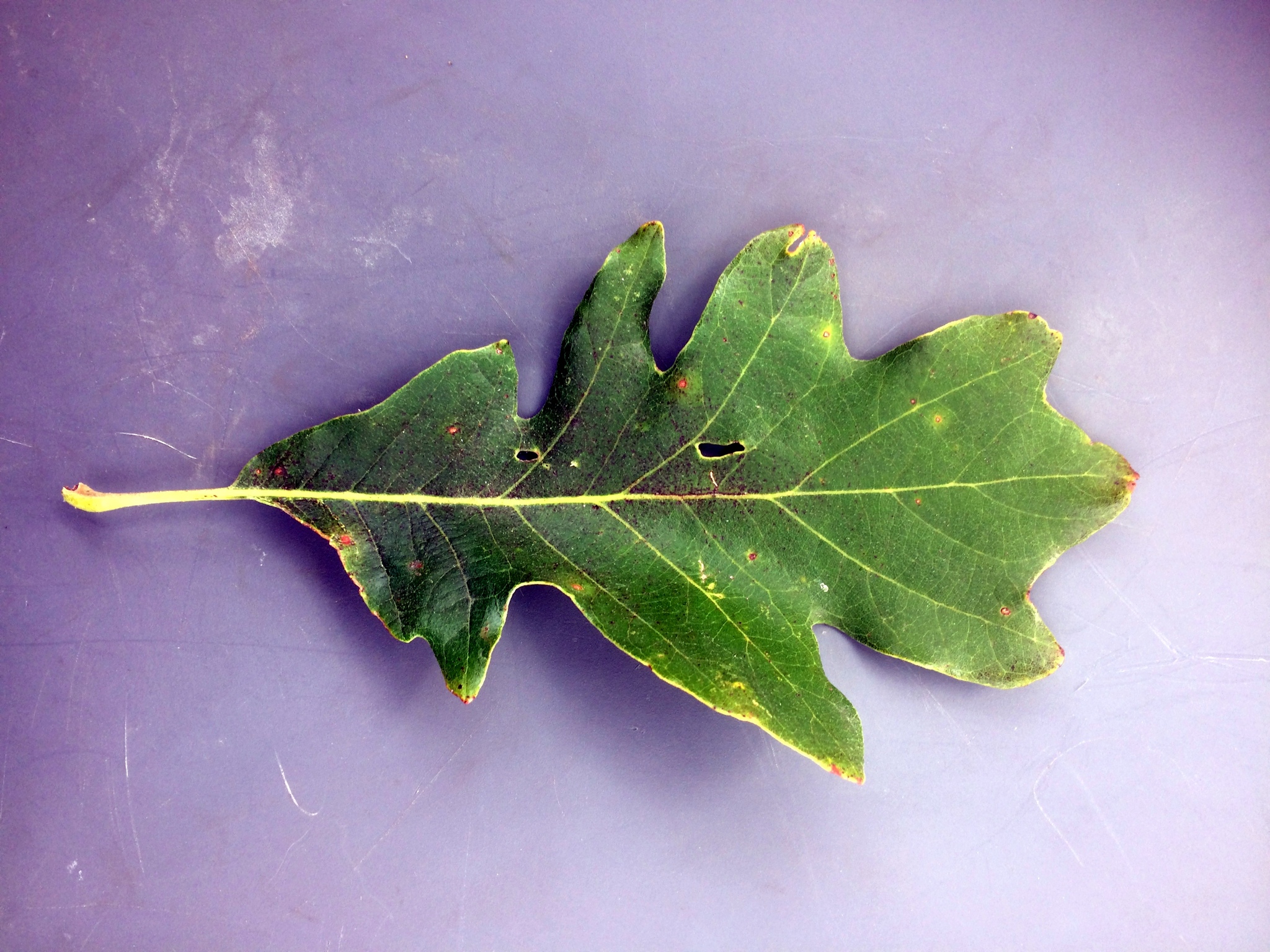 Quercus X jackiana