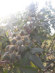 Ricinus communis