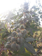 Ricinus communis