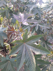 Ricinus communis