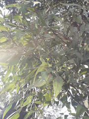 Eucalyptus camaldulensis
