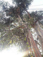 Eucalyptus camaldulensis