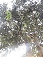 Eucalyptus camaldulensis