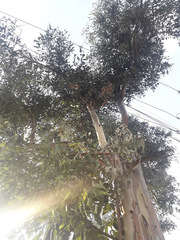 Eucalyptus camaldulensis