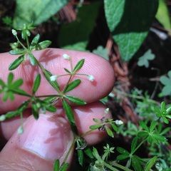 Galium mexicanum