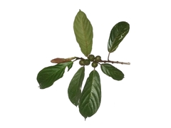 Ficus lepicarpa