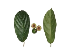 Ficus lepicarpa