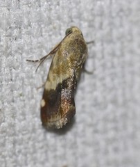 Acontia detrita
