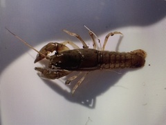Cambarus carinirostris
