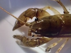 Cambarus carinirostris