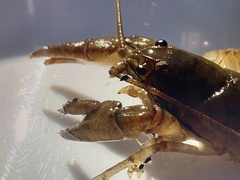 Cambarus carinirostris