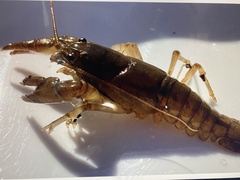 Cambarus carinirostris