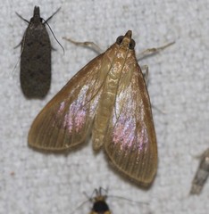Protonoceras mitis