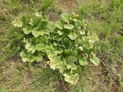 Hermannia transvaalensis