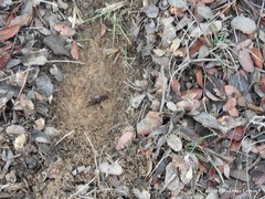 Oryctolagus cuniculus