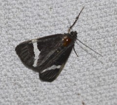 Coenotoca subaspersa