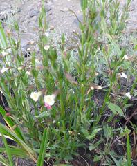 Mimulus gracilis
