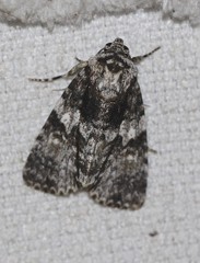 Turnerinycta phaeocosma